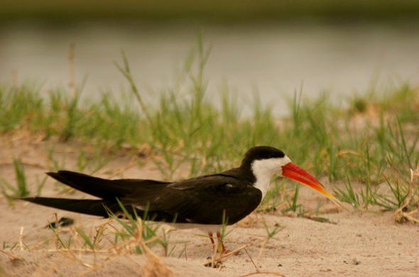 African Skimmer bird on the banks of Chobe River.
