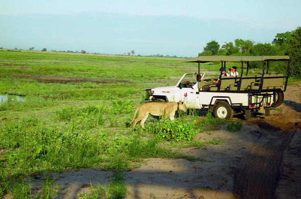 Spotting a lion during a game drive in the Chobe National Park.
