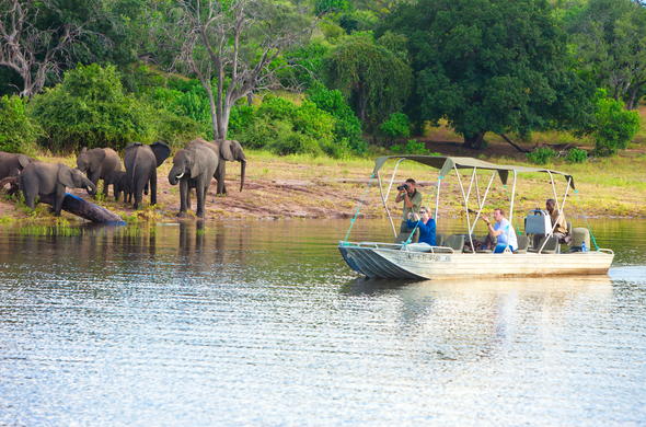 See Elephants on boat safari at Chobe Marina Lodge.
