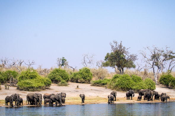 Elephants by the River in the Chobe National Park.