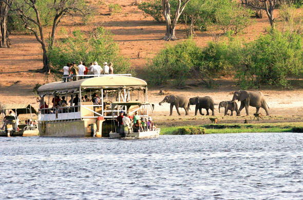 Elephant sightings during a Chobe River boat safari cruise.