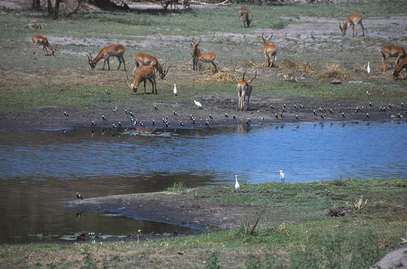 Lechwe and birds of the Okavangoi. Leigh Kemp