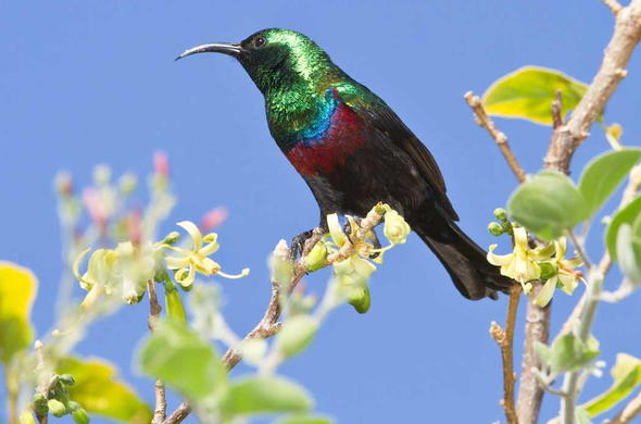 See Sunbirds in Chobe National Park.