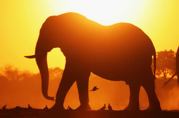 See Elephant in Savuti.