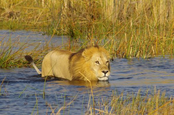 What type of behavior do lions display?