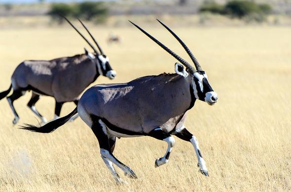 oryx-racing-kalahari-plains-camp-590x390