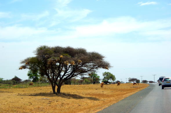 Road in Botswana from Francistown.