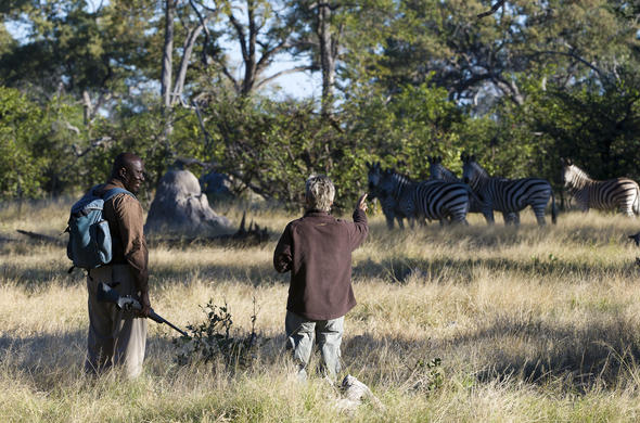 Spotting zebra during a walking safari at Savuti Camp.