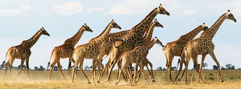Botswana wildlife - giraffes.