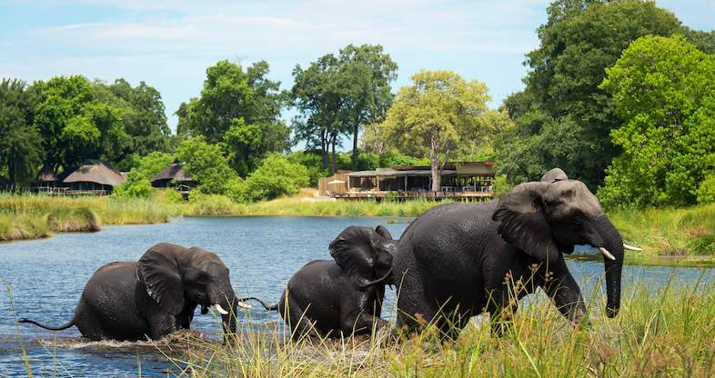 Ultimate Luxury Botswana Wildlife Safari Okavango Linyanti