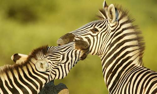 Botswana Safaris - Animal Language, Botswana Wildlife Guide